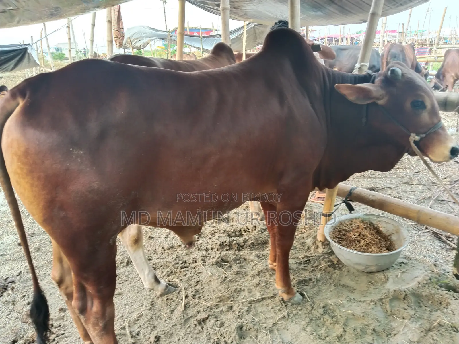 Mamun Agro Farm