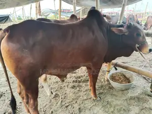 Mamun Agro Farm