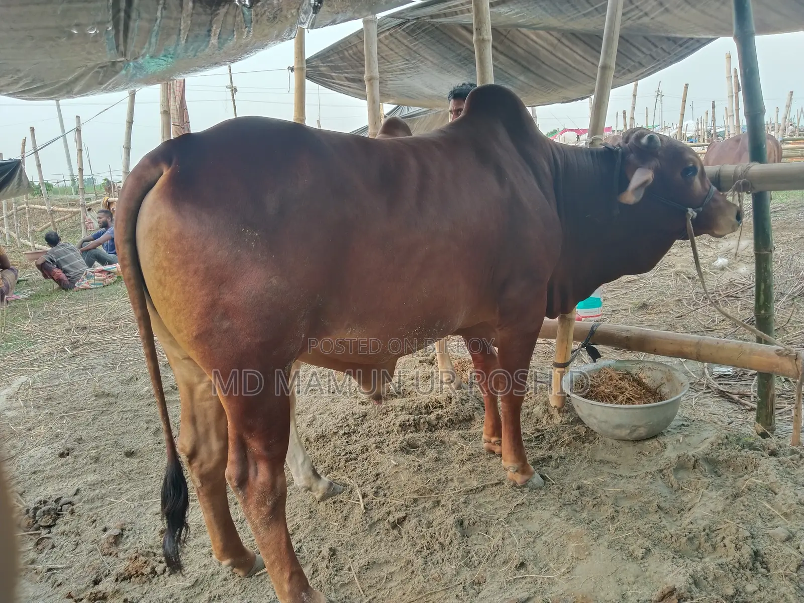 Mamun Agro Farm