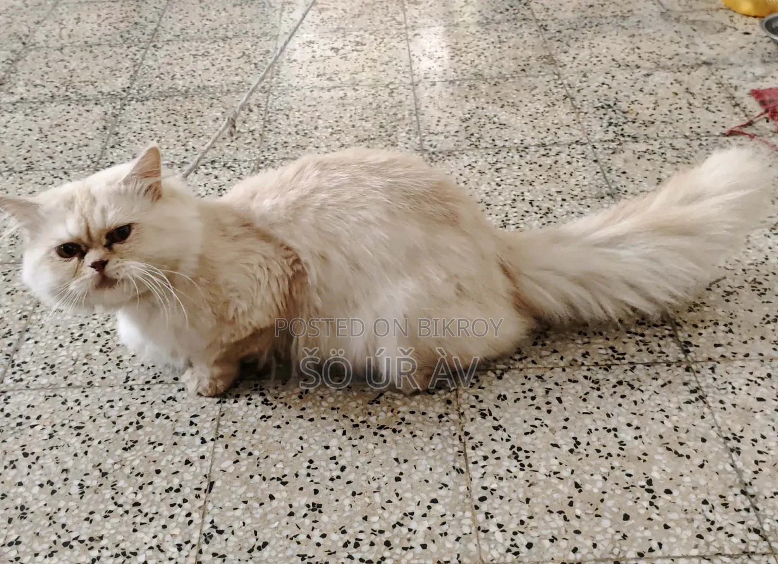 1+ Year Male Purebred Cat