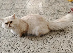 1+ Year Male Purebred Cat