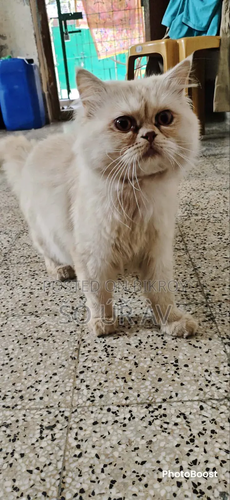 1+ Year Male Purebred Cat
