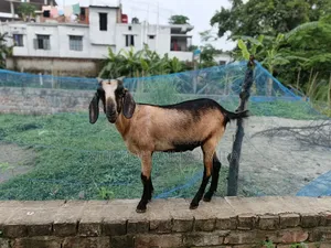 ​"সম্পূর্ণ সুস্থ ও সতেজ দেশি খাসি বিক্রি করা হবে।