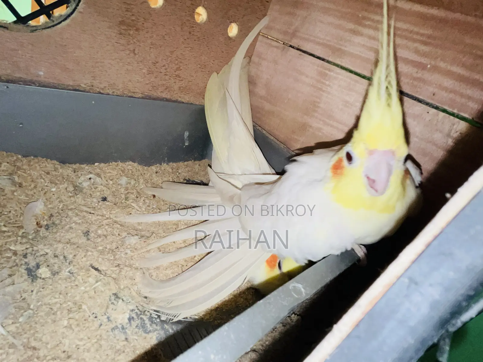 লুটিনো ককাটেল পাখির অ্যাডাল্ট পেয়ার
