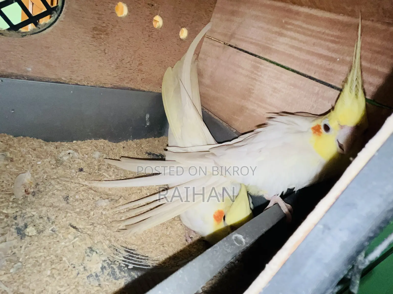 লুটিনো ককাটেল পাখির অ্যাডাল্ট পেয়ার