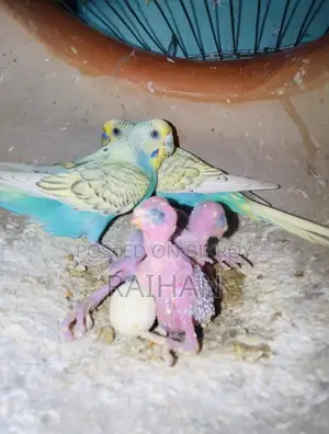 Budgie Master Pair with 3 Babies