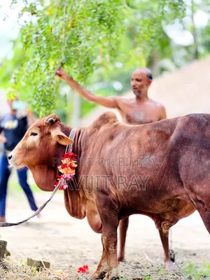 কোরবানির গরু
