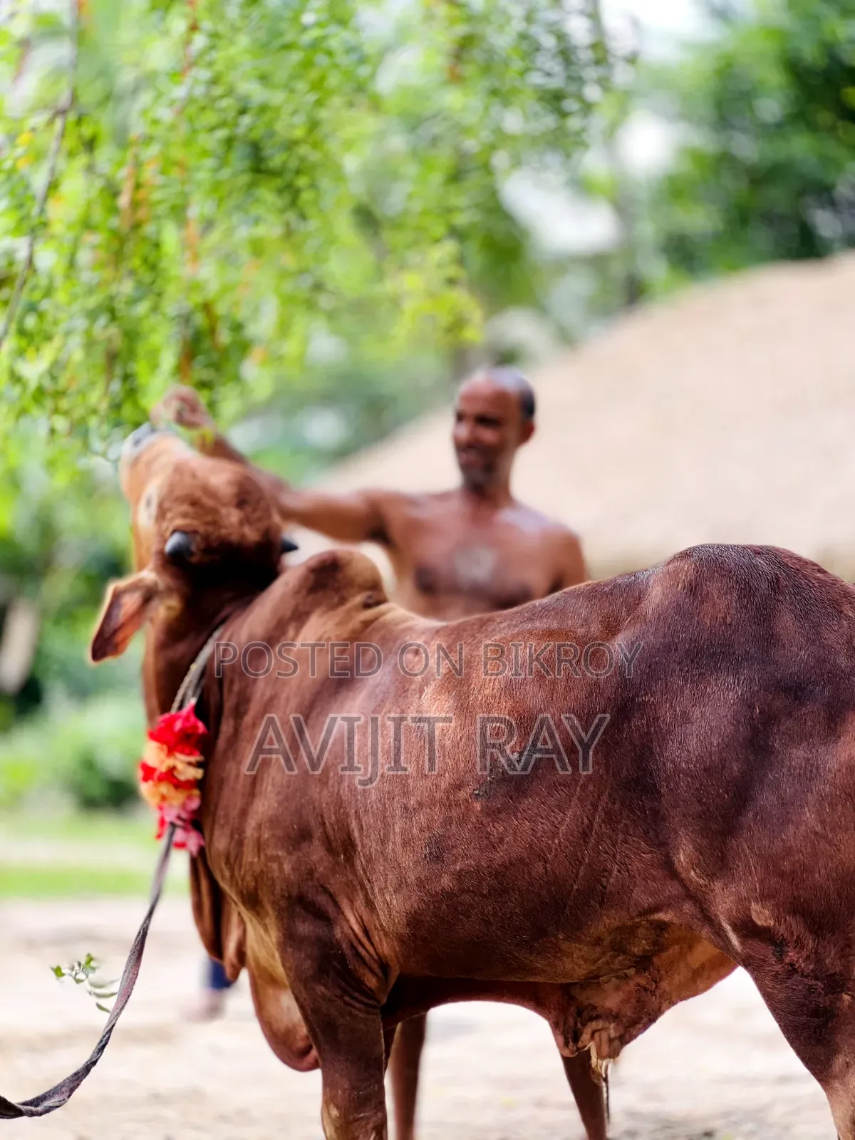 কোরবানির গরু