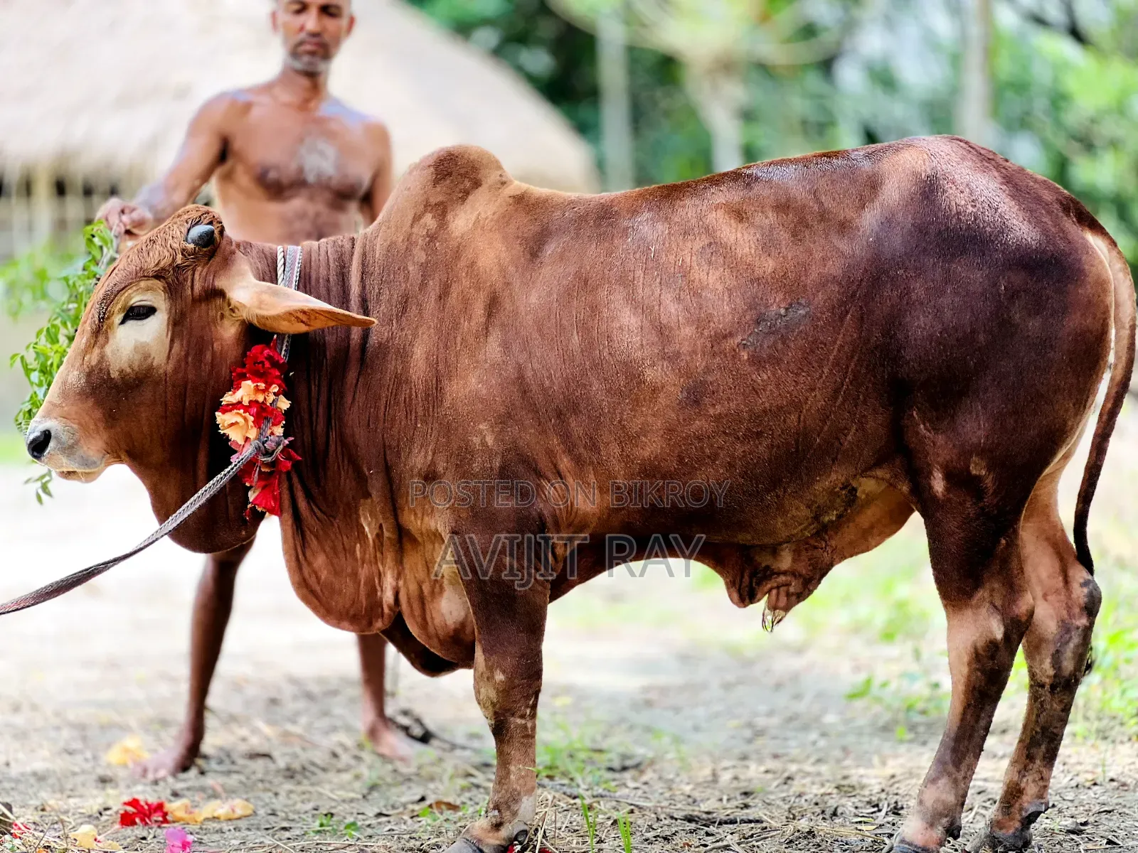 কোরবানির গরু