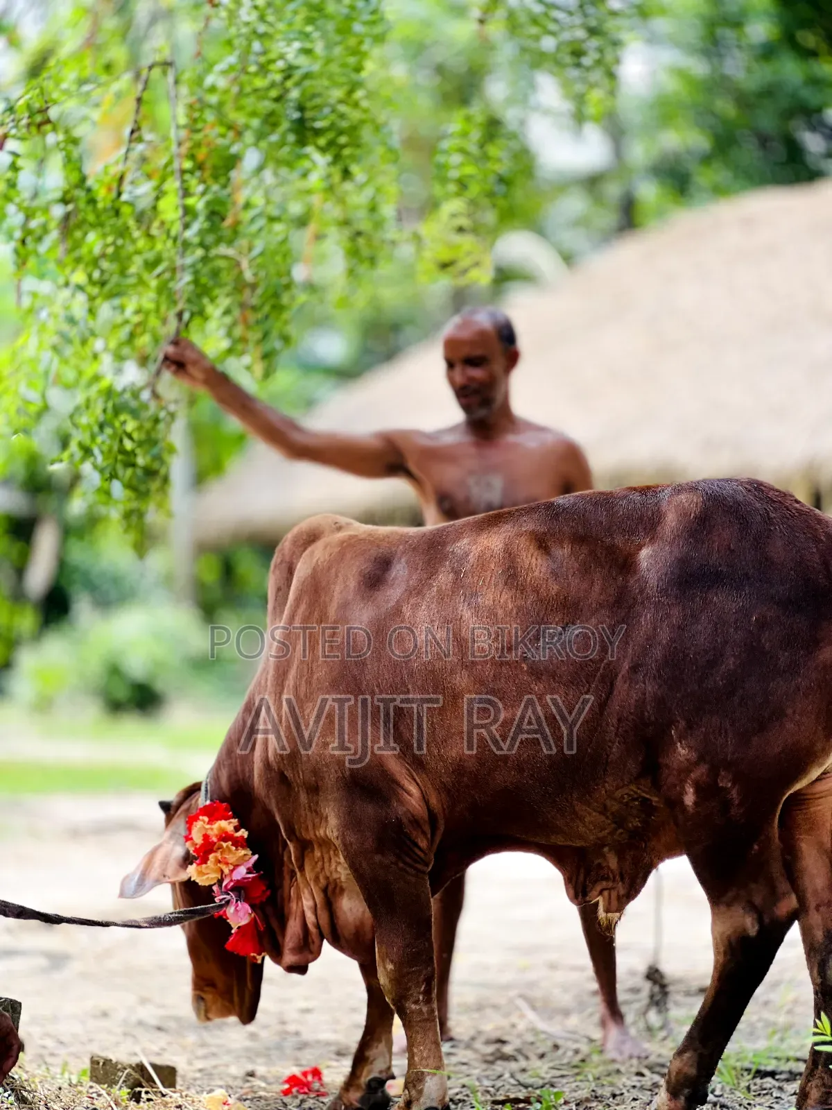 কোরবানির গরু