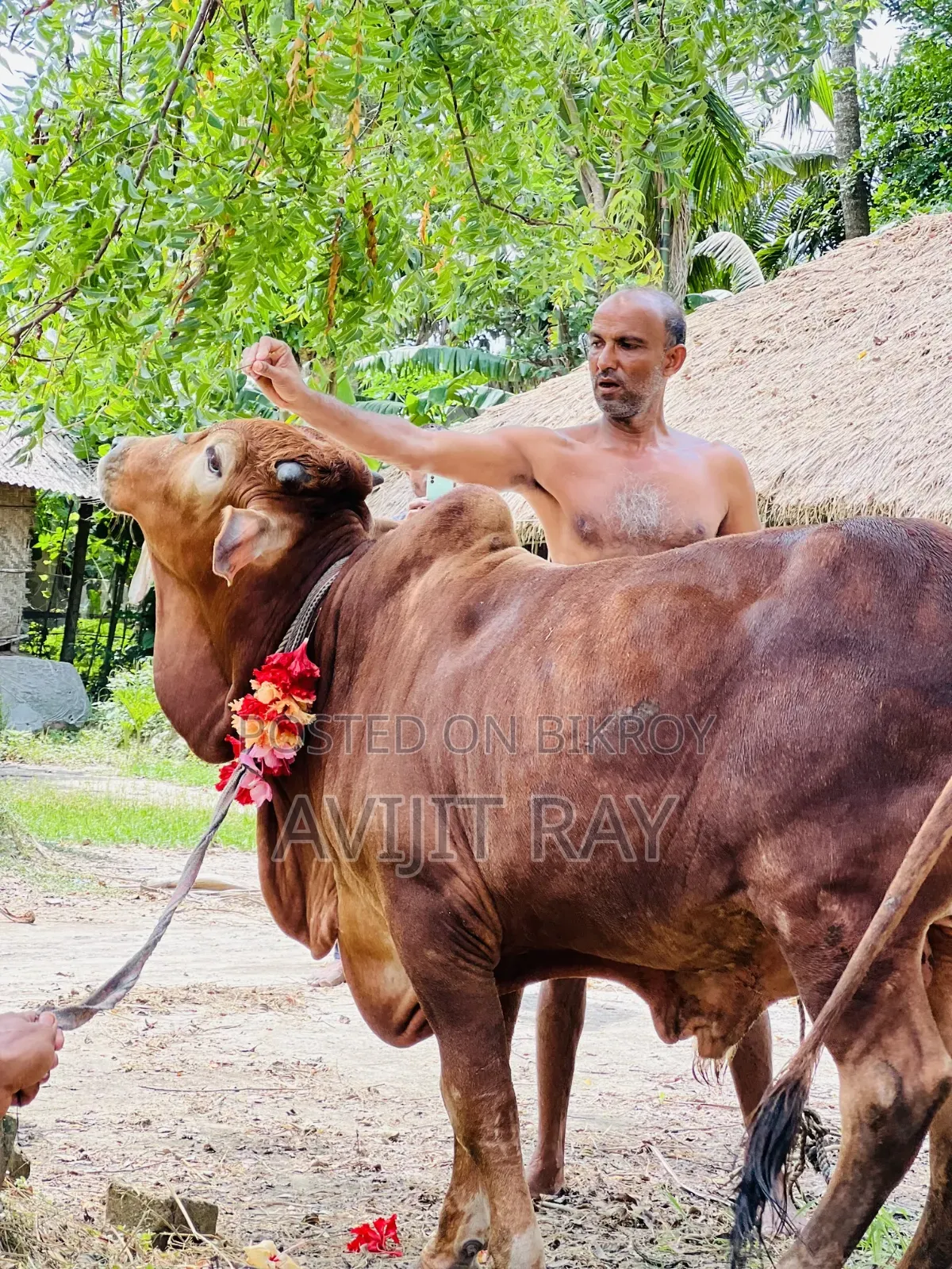 কোরবানির গরু