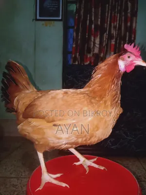 Tiger Chicken