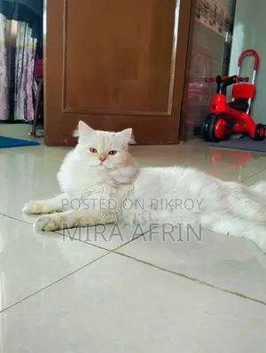 6-12 Months Male Purebred Persian