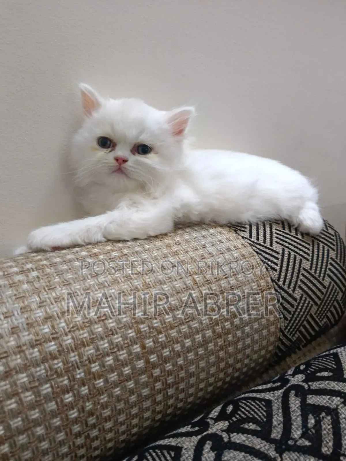 1-3 Months Female Purebred Exotic