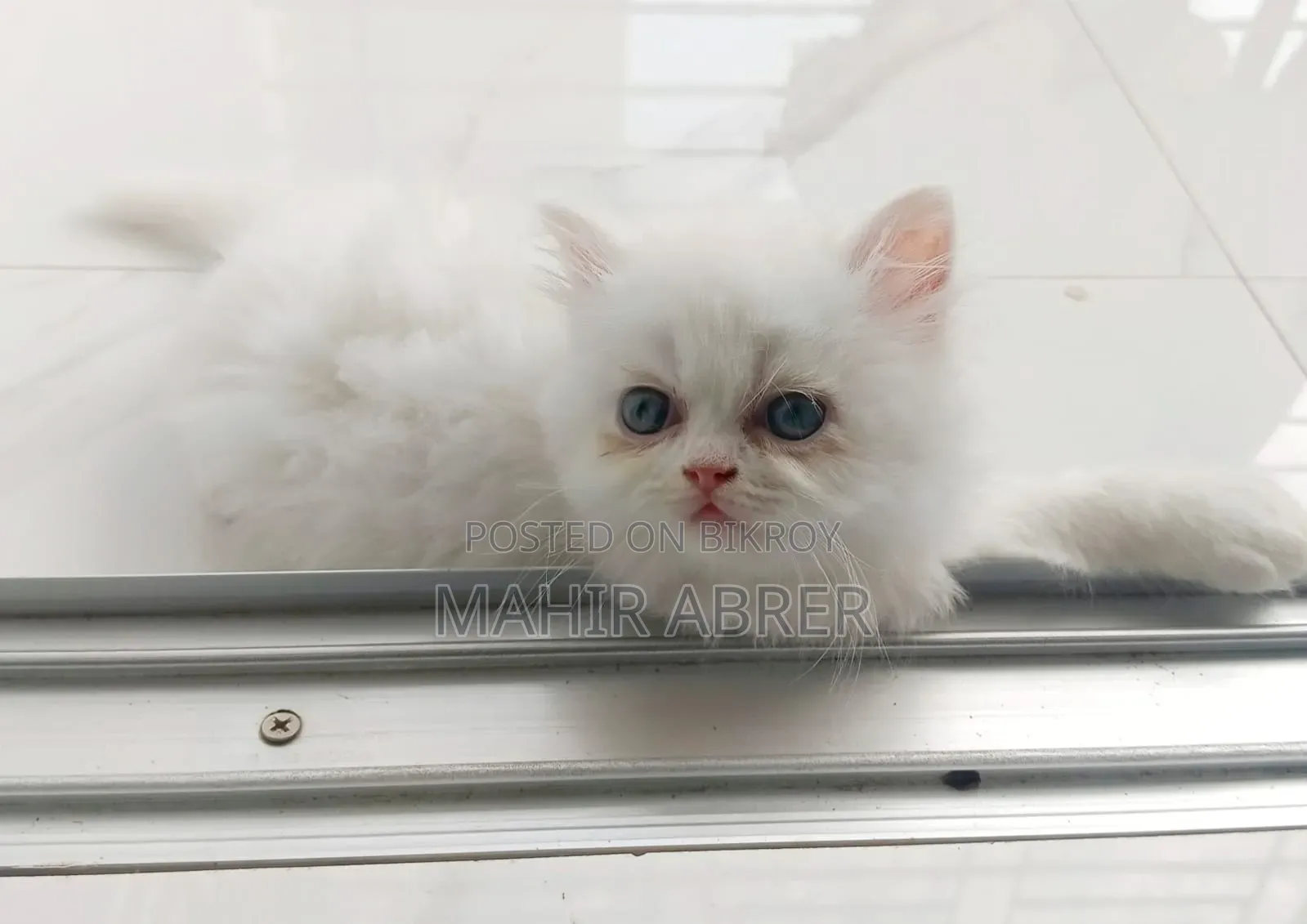 1-3 Months Female Purebred Exotic