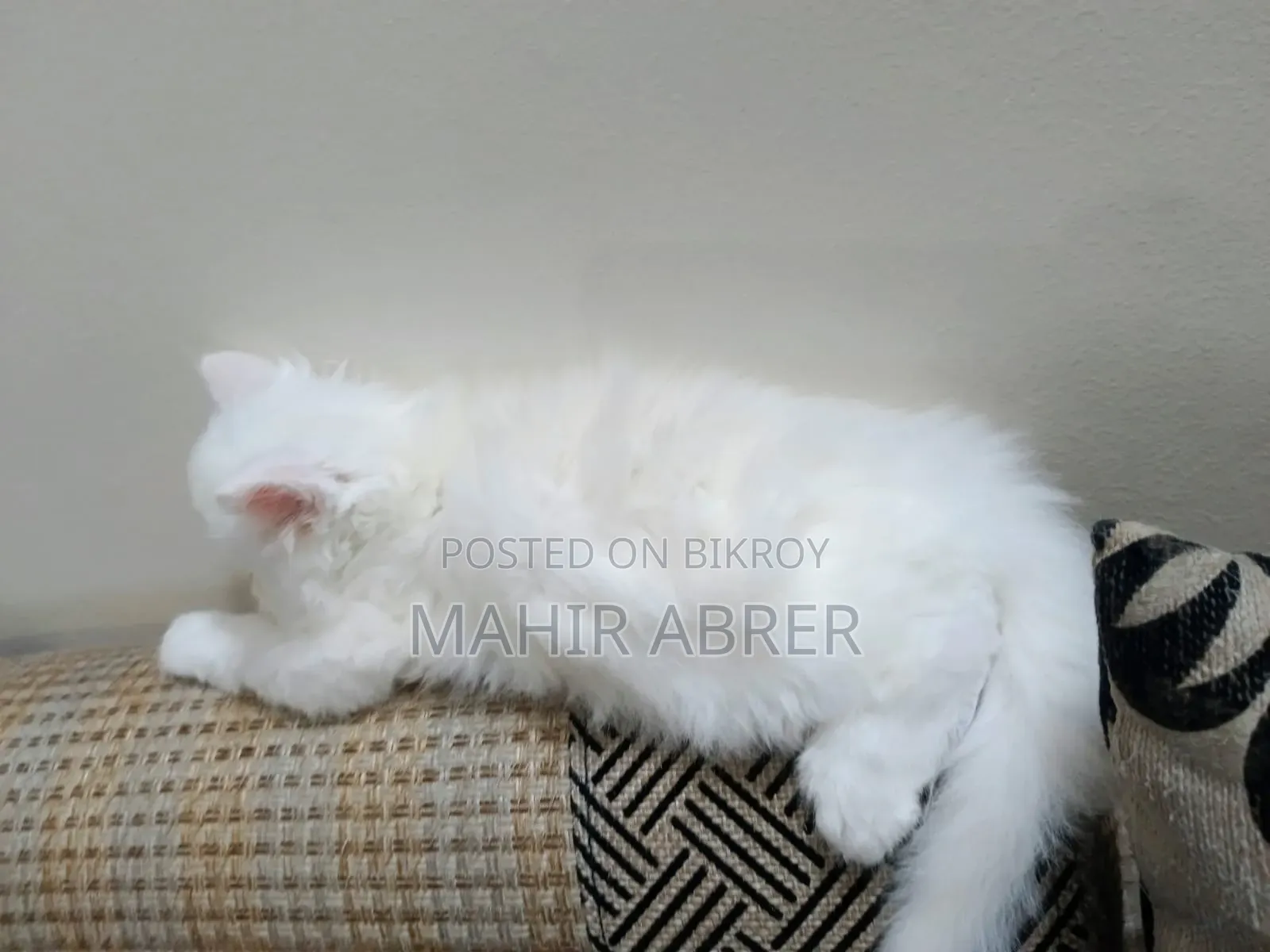 1-3 Months Female Purebred Exotic