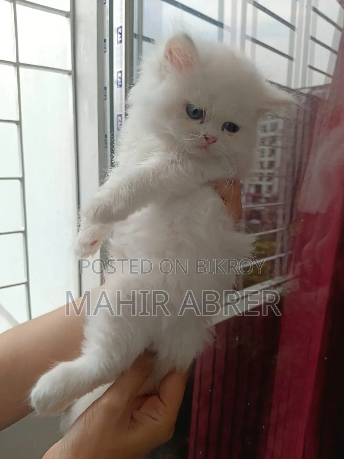 1-3 Months Female Purebred Exotic