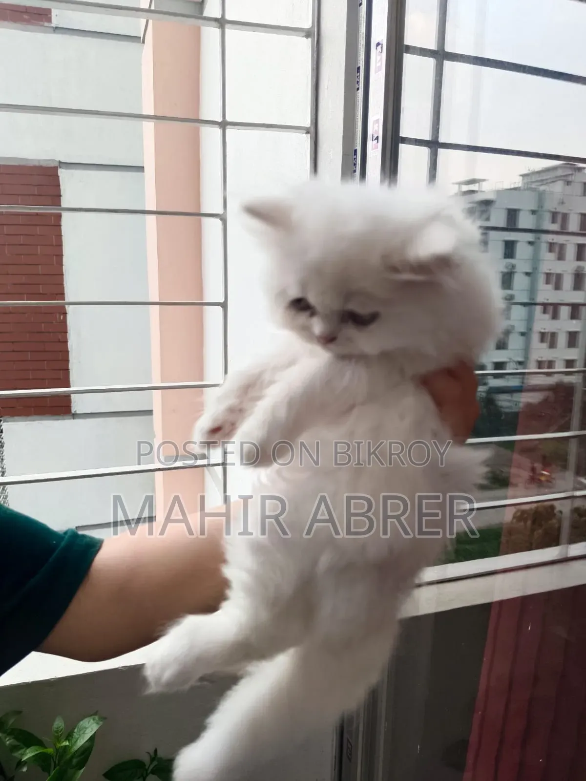 1-3 Months Female Purebred Exotic