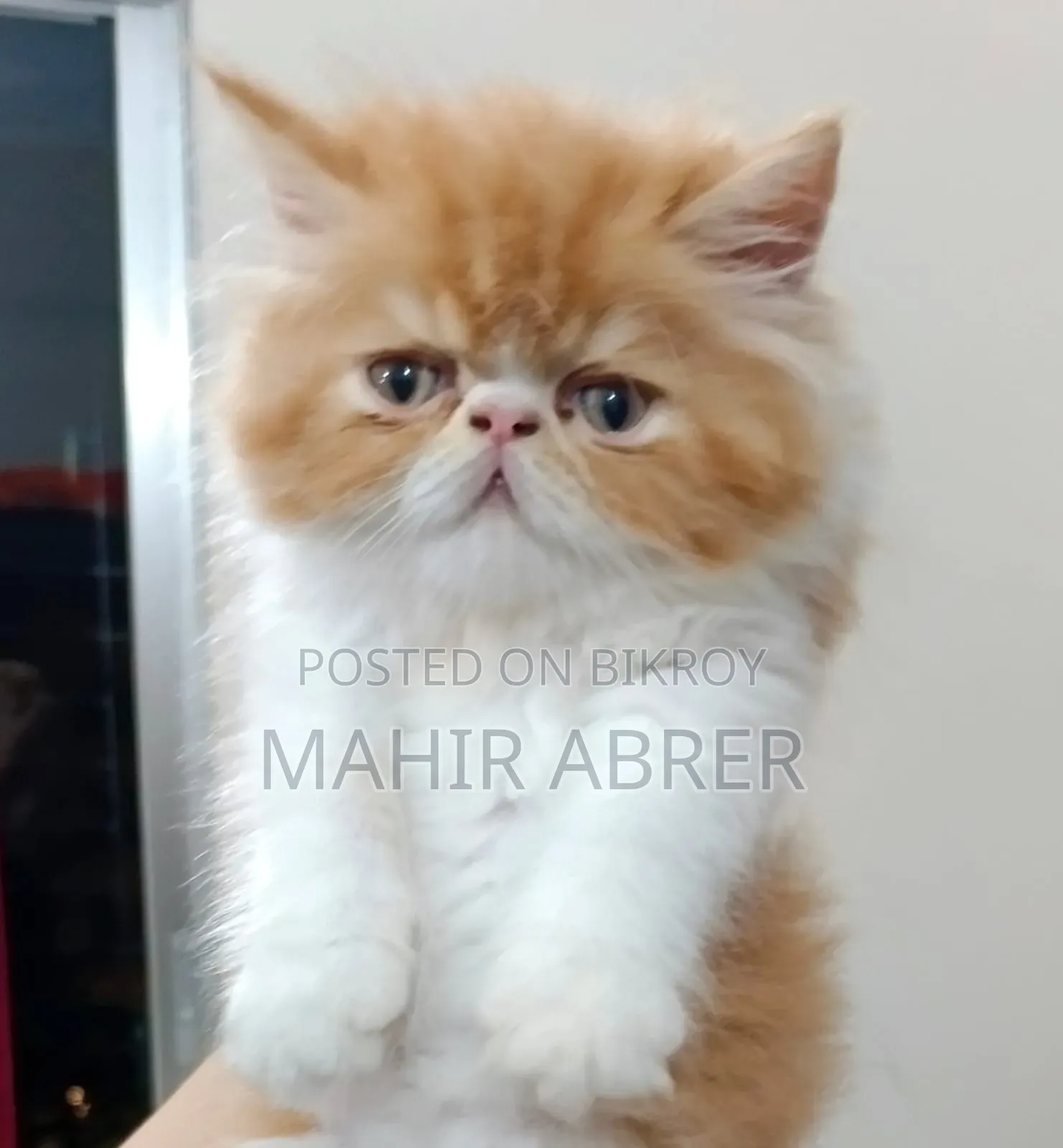 1-3 Months Female Purebred Exotic