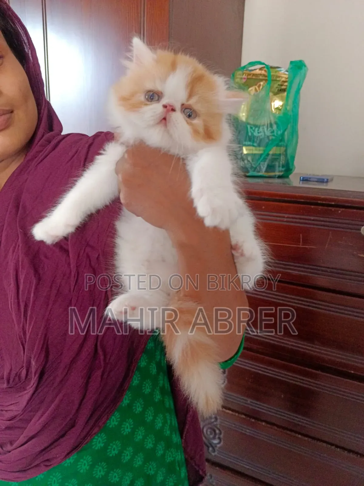 1-3 Months Female Purebred Exotic