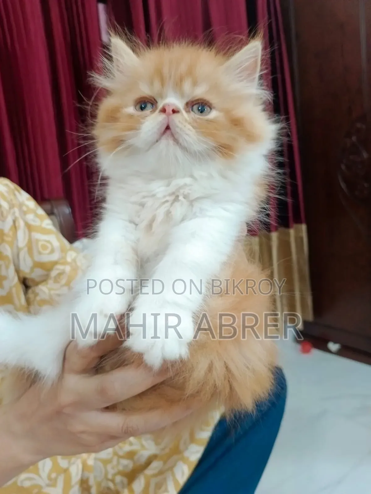 1-3 Months Female Purebred Exotic
