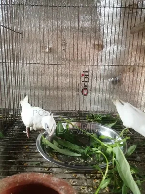 Running Pair