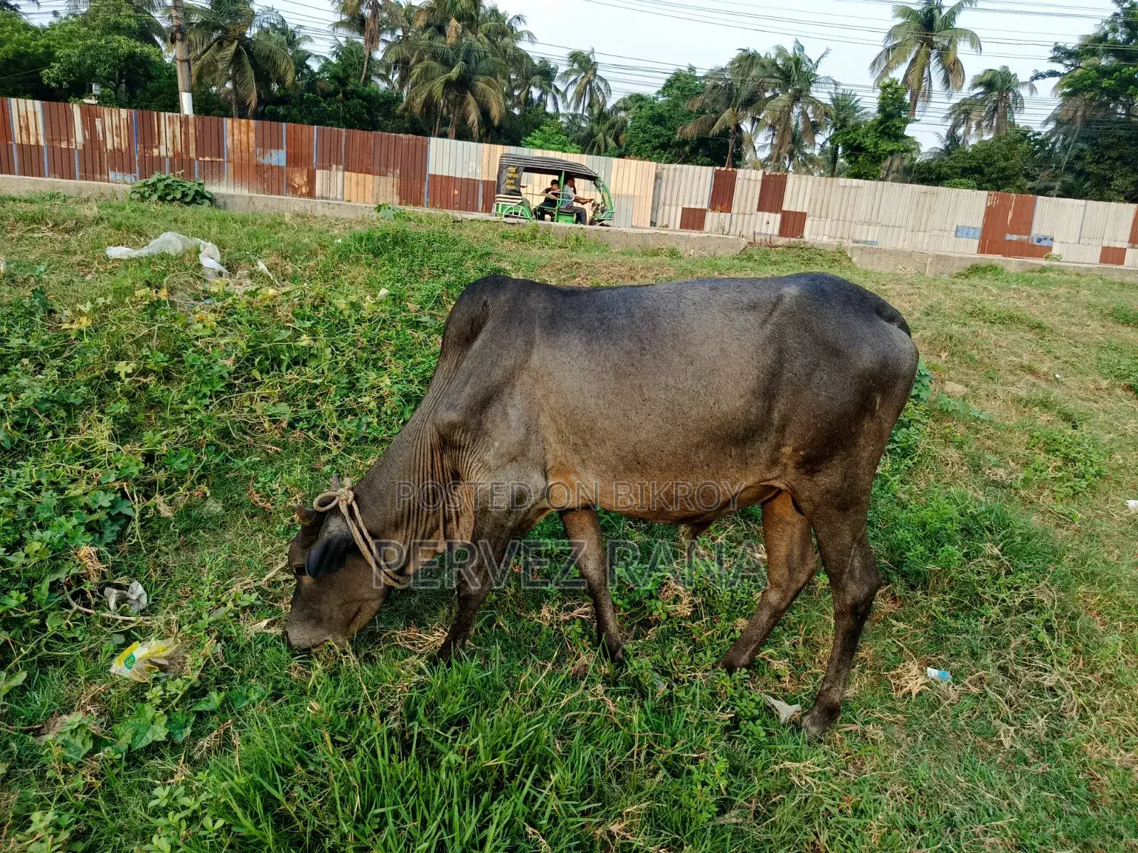 দেশি ষাঁড় গরু