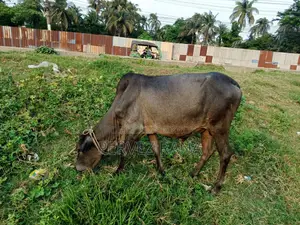 দেশি ষাঁড় গরু