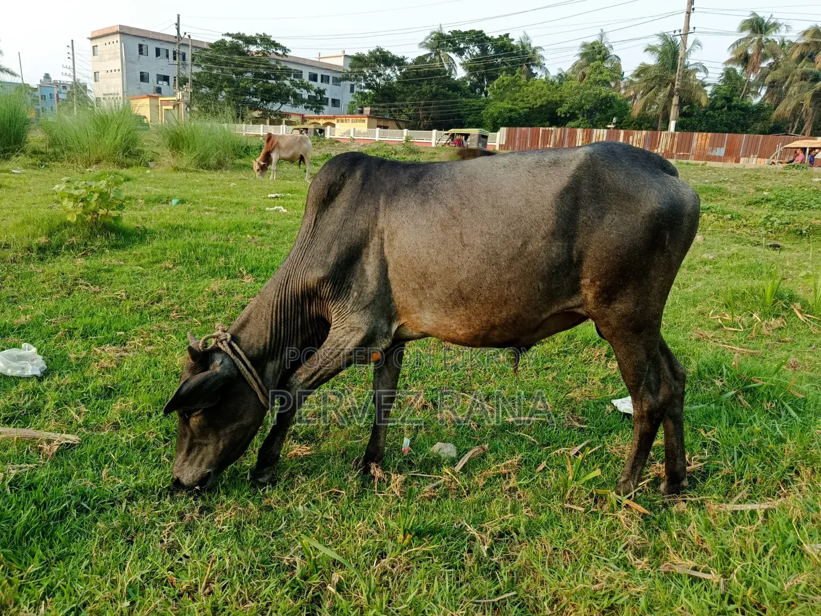 দেশি ষাঁড় গরু