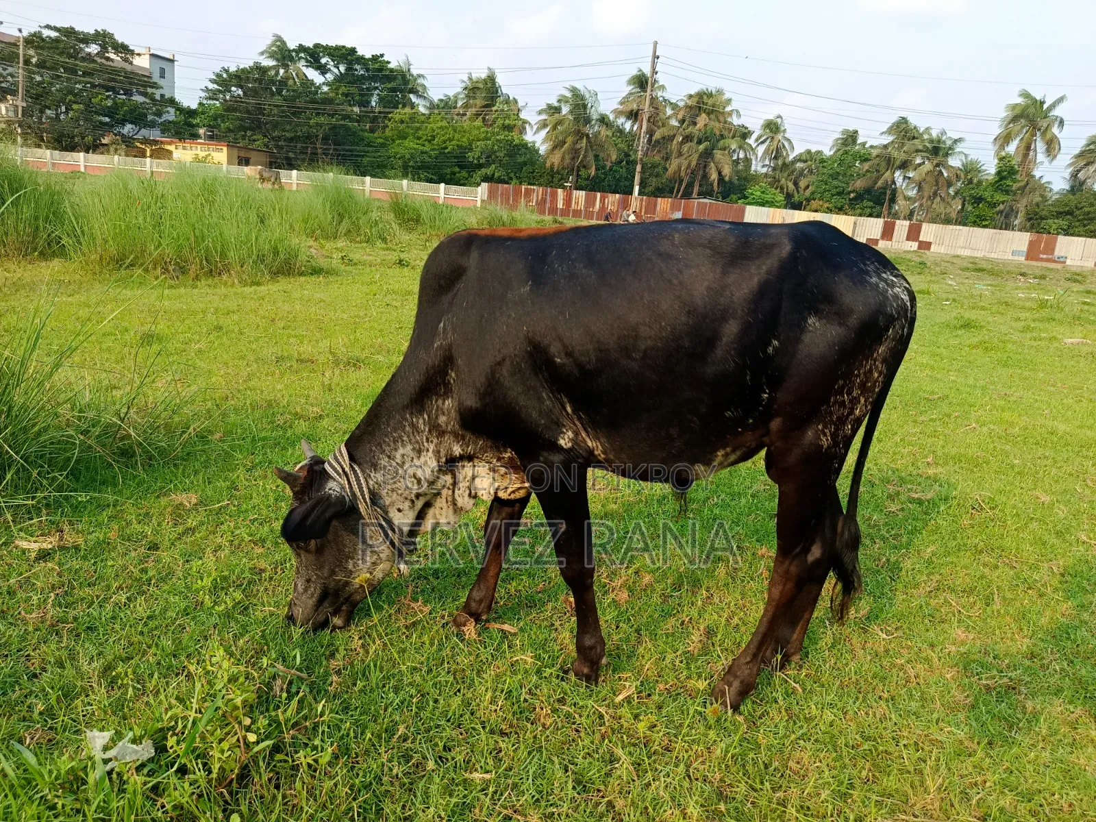 দেশি ষাড় গরু