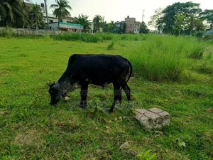 দেশি ষাড় গরু