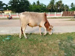 দেশি ষাড় গরু