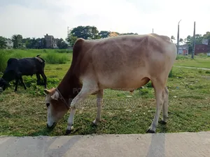 দেশি ষাড় গরু