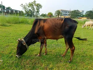 দেশি ষাড় গরু