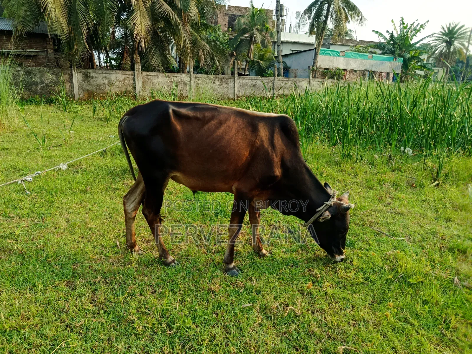 দেশি ষাড় গরু