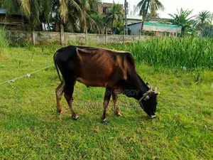 দেশি ষাড় গরু