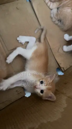1-3 Months Male Purebred Bengal