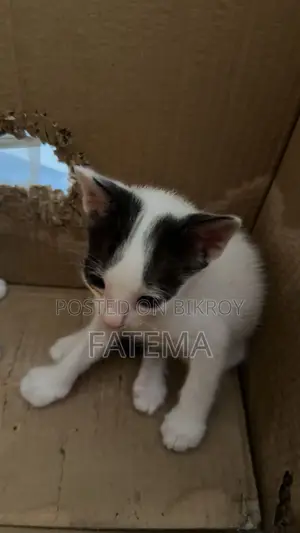 1-3 Months Male Purebred Bengal