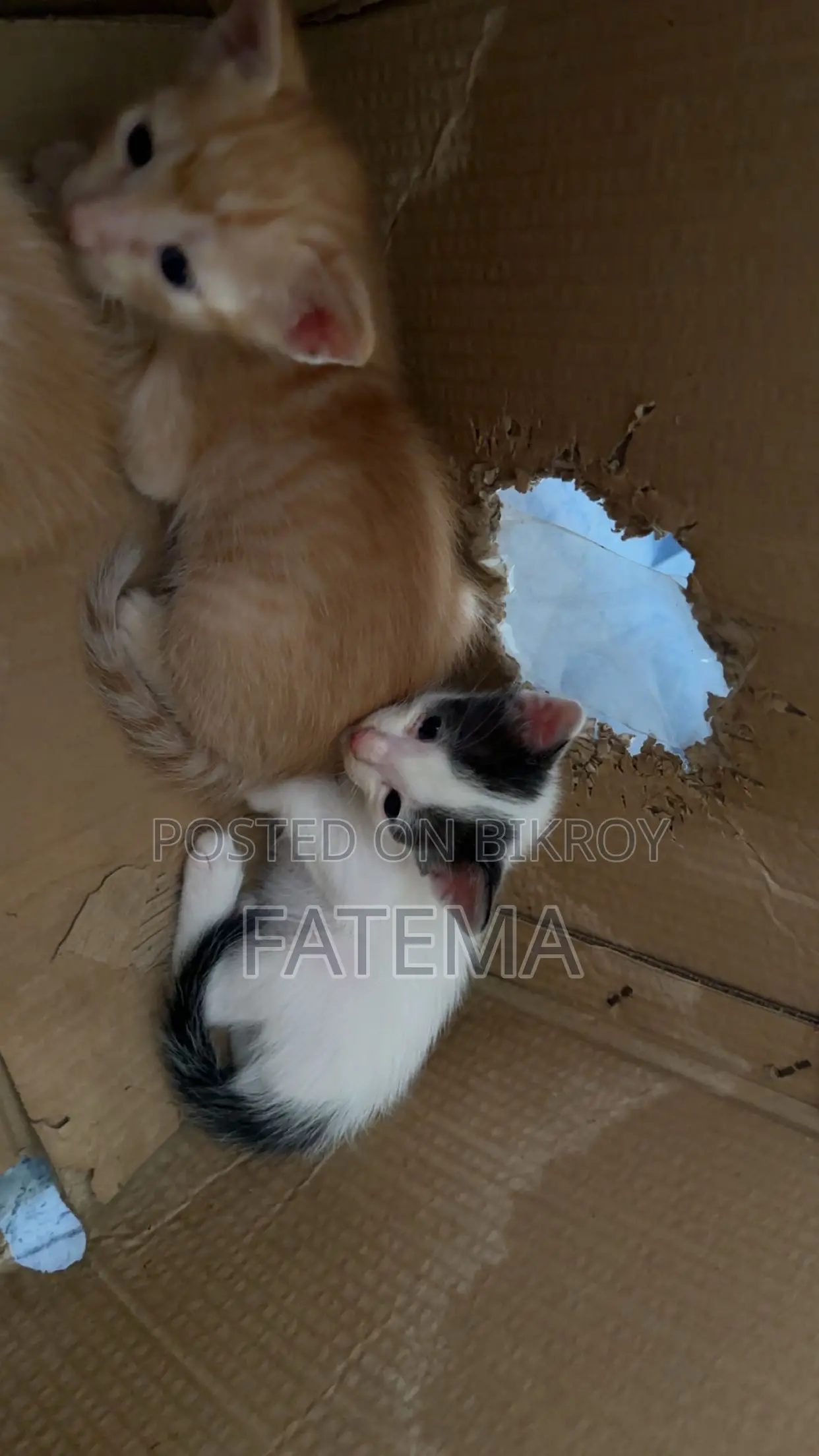 1-3 Months Male Purebred Bengal