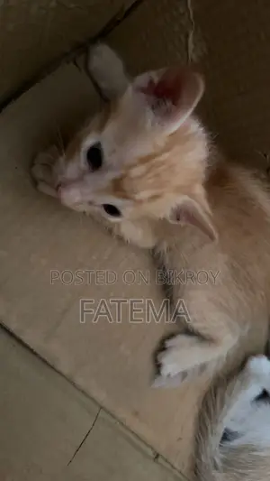1-3 Months Male Purebred Bengal
