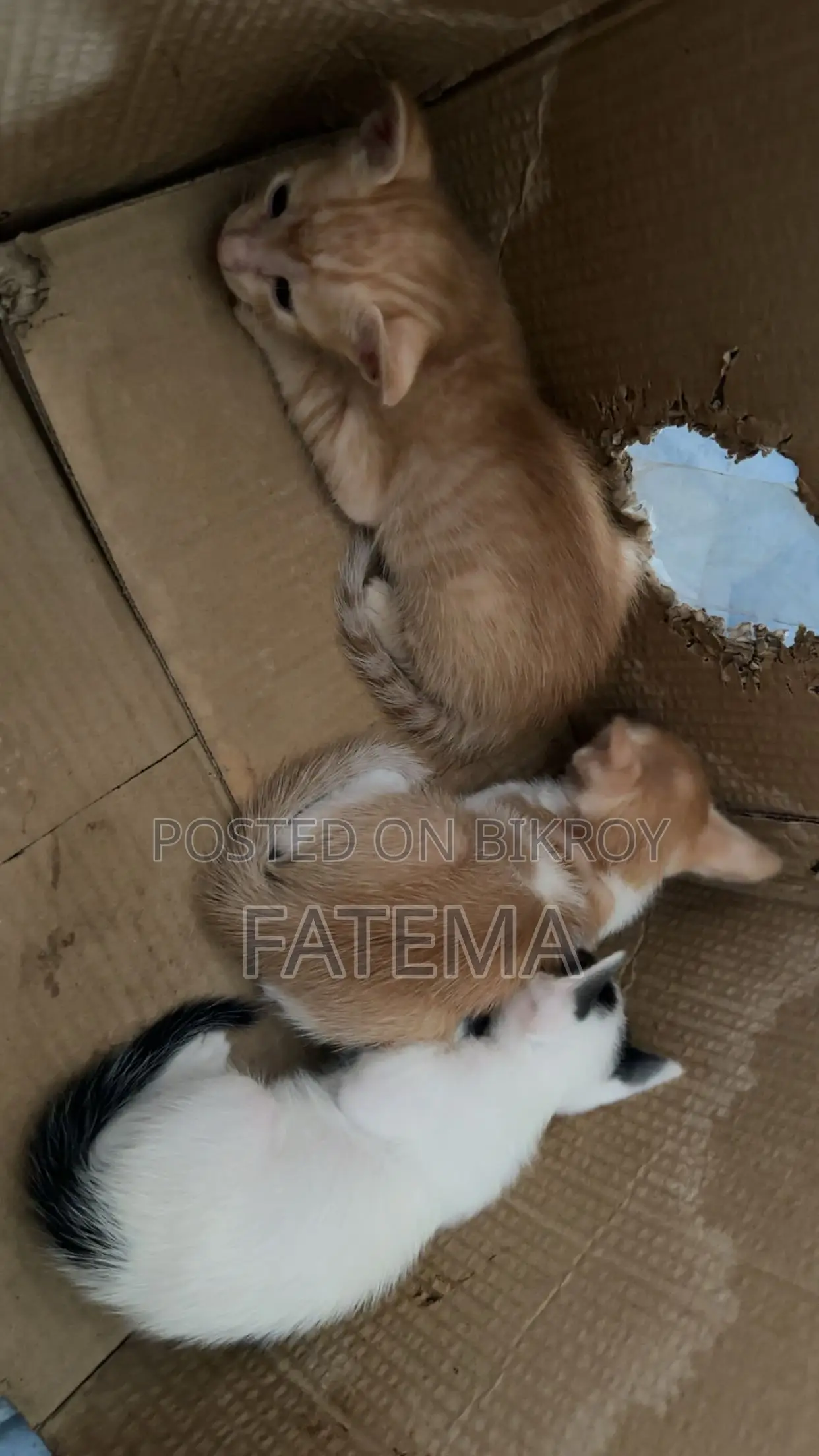 1-3 Months Male Purebred Bengal