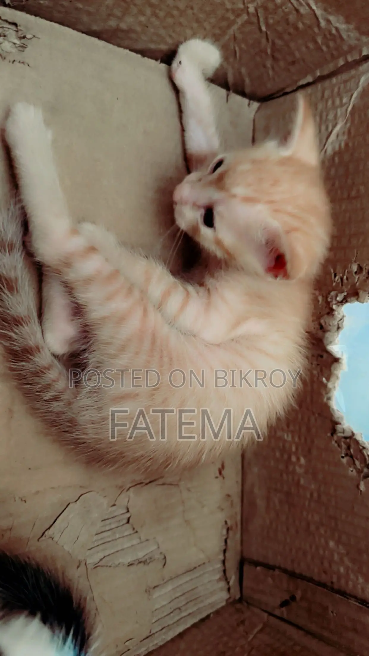 1-3 Months Male Purebred Bengal