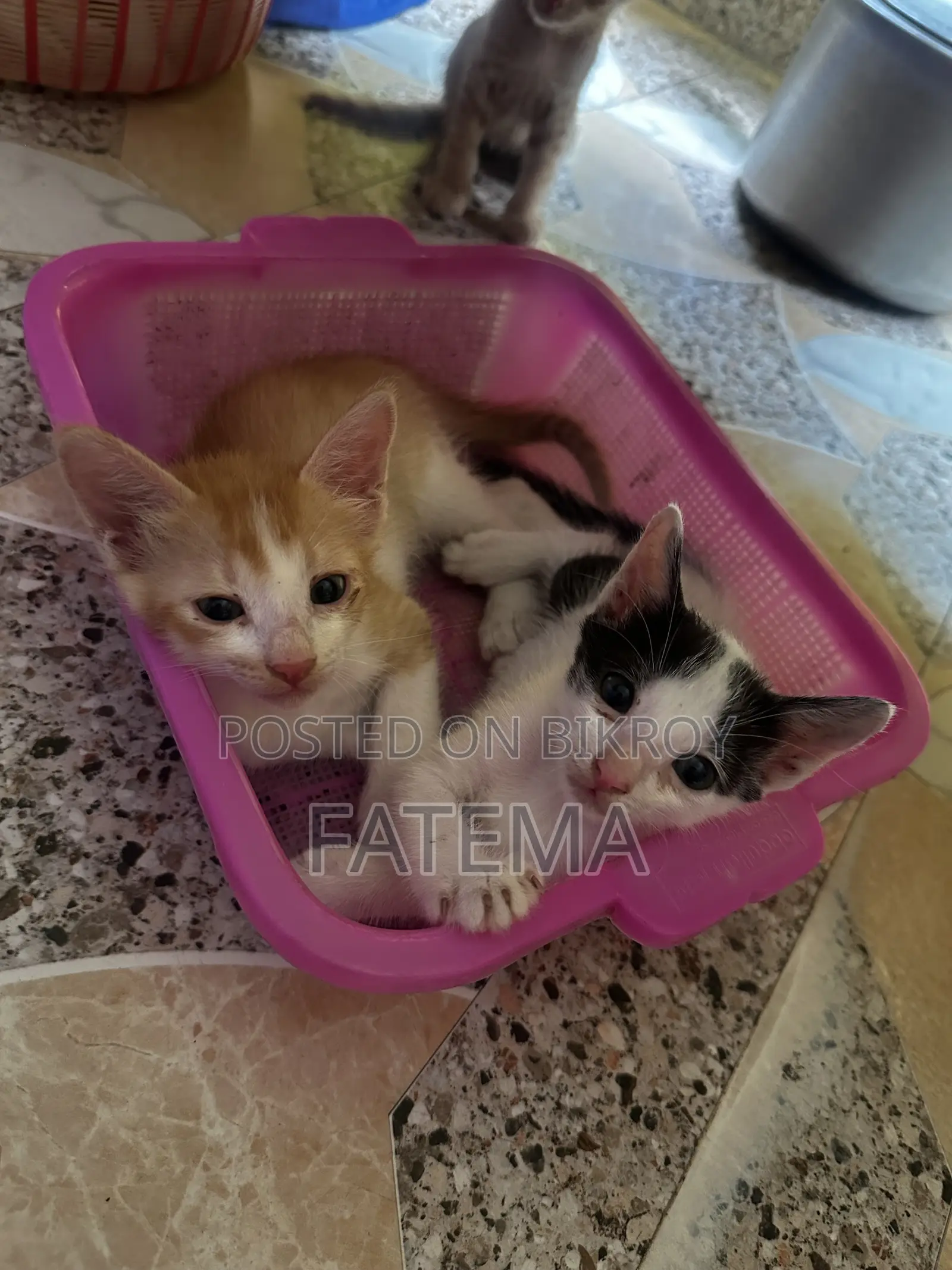 1-3 Months Male Purebred Bengal