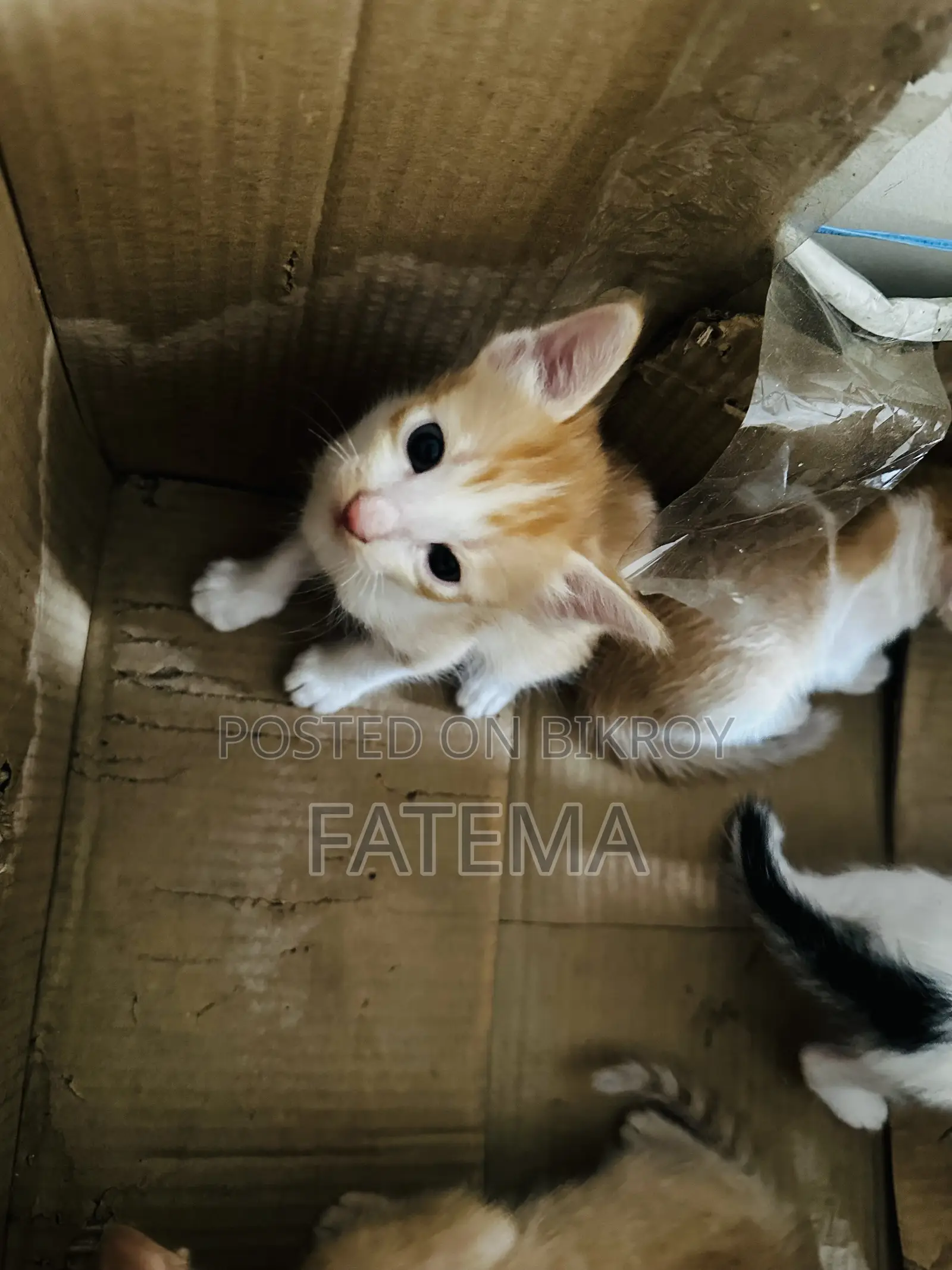 1-3 Months Male Purebred Bengal