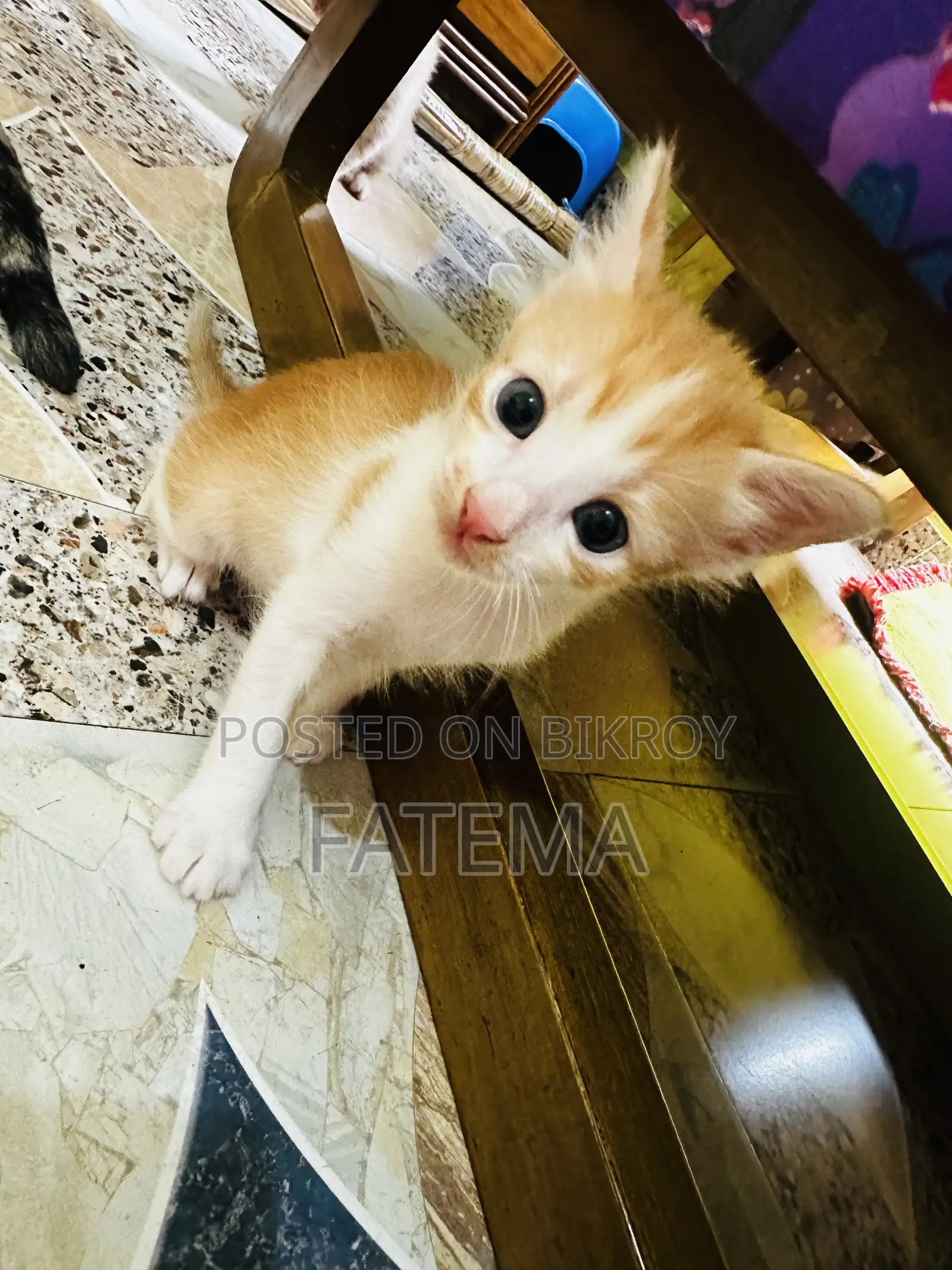 1-3 Months Male Purebred Bengal