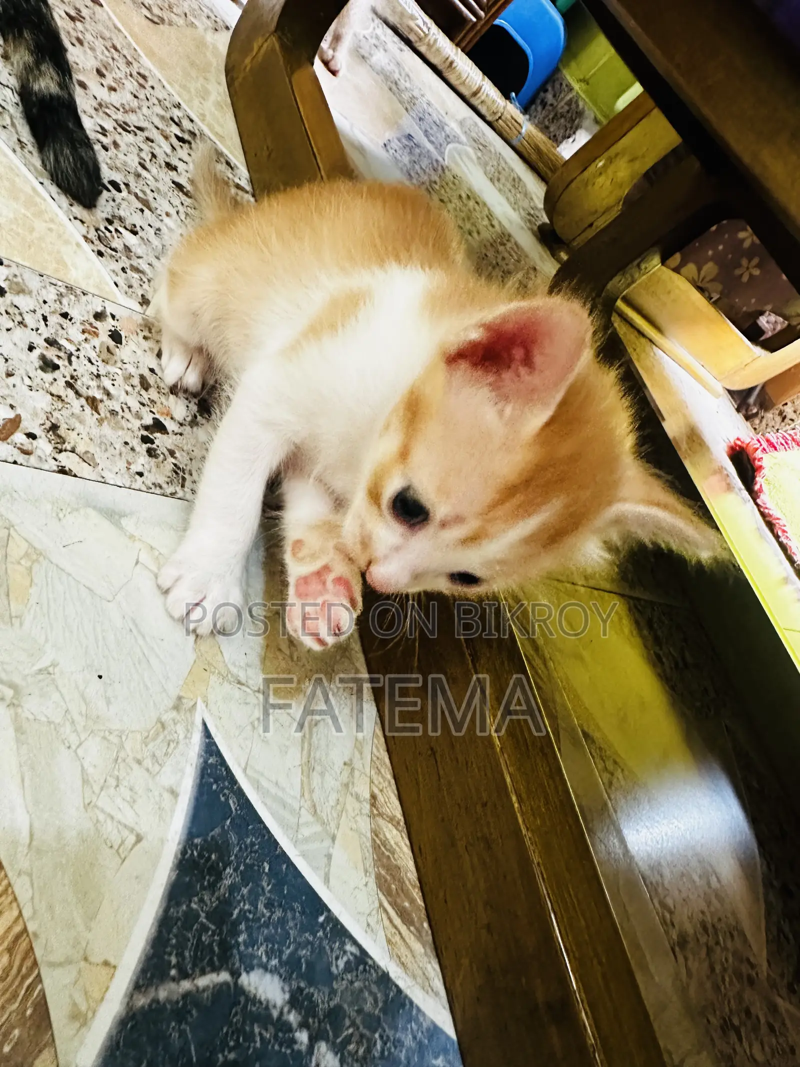 1-3 Months Male Purebred Bengal