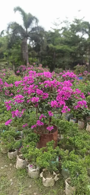 Flower বাগান বিলাস ফুল গেট ফুল