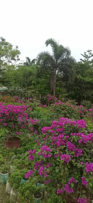 Flower বাগান বিলাস ফুল গেট ফুল