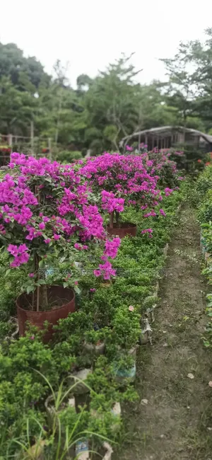 Flower বাগান বিলাস ফুল গেট ফুল