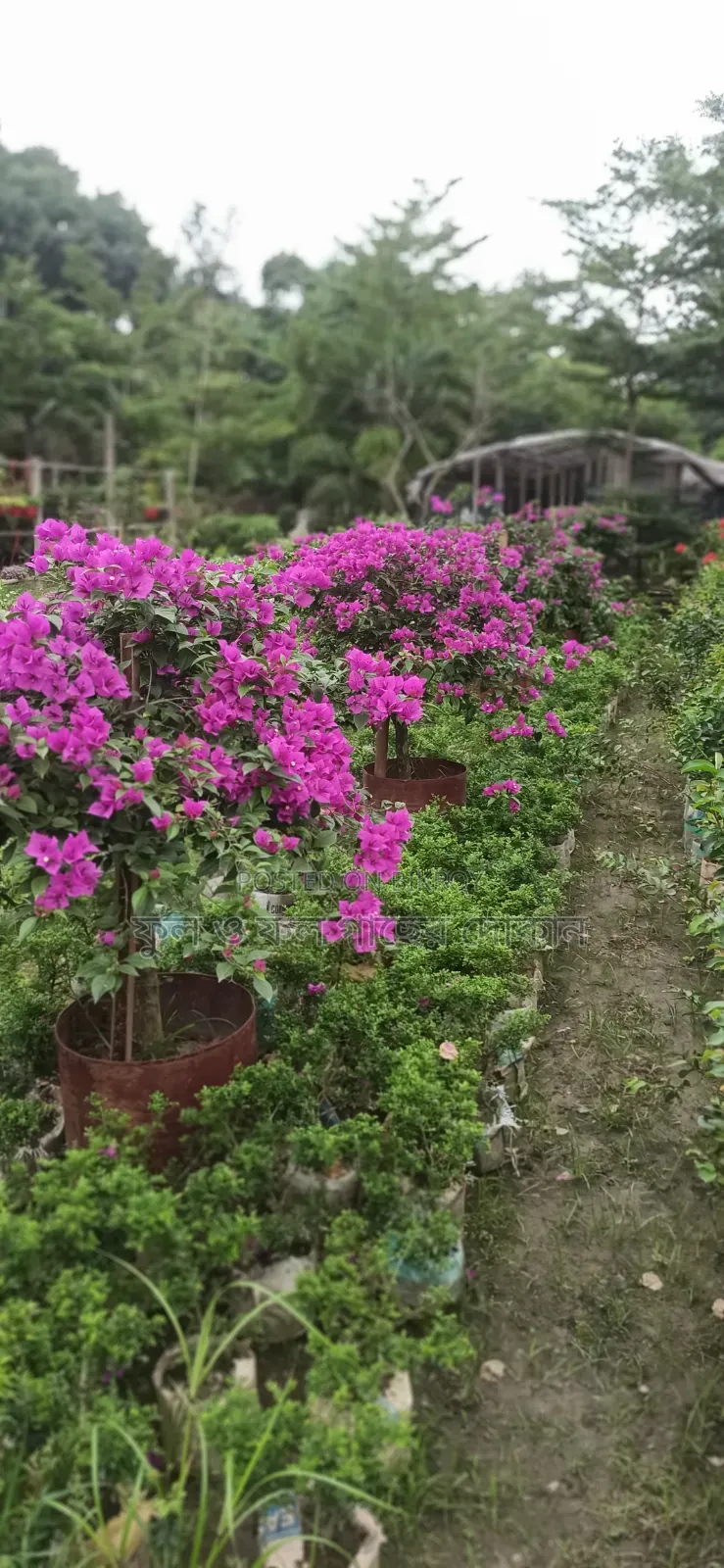 Flower বাগান বিলাস ফুল গেট ফুল